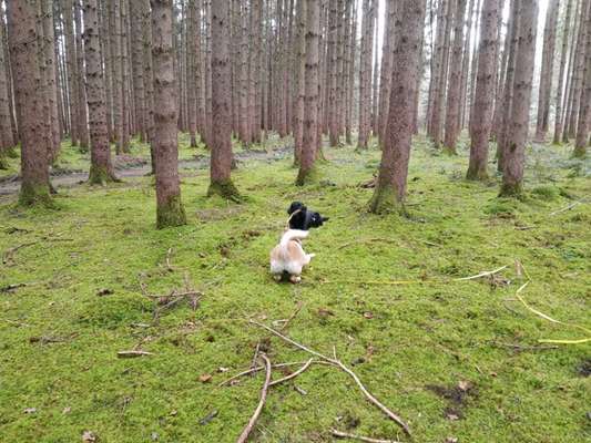 Hundetreffen-Spaziergänge Di & Do Mittags :)-Bild