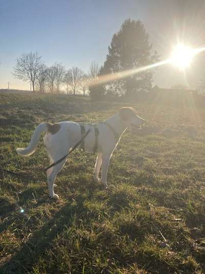 Hundetreffen-Spielpartner für Hundewiese gesucht-Bild