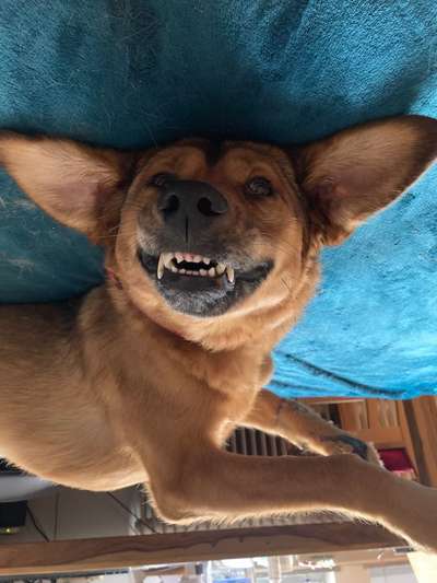 Dogorama Photo Challenge - Einmal lächeln bitte-Beitrag-Bild