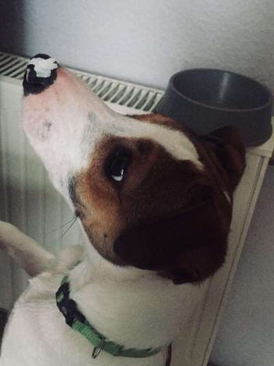 Jack Russel-Beitrag-Bild