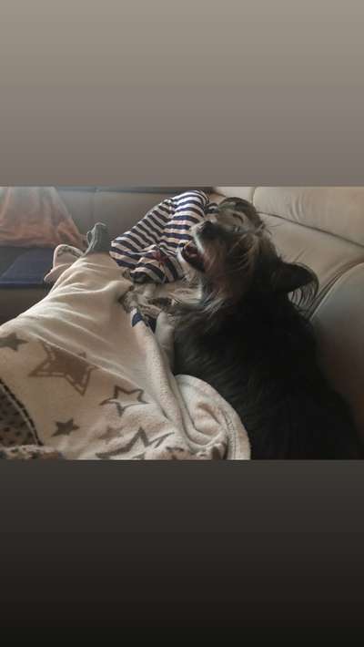 Unsere Fellnasen im Regenbogenland-Beitrag-Bild