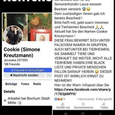 Tierschutzhunde suchen ein Zuhause-Beitrag-Bild