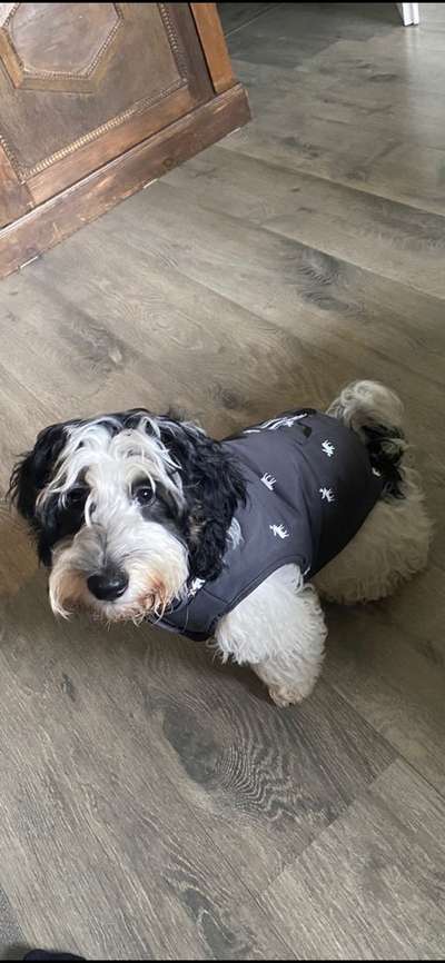 Havapoo (Havaneser Pudel mix)-Beitrag-Bild