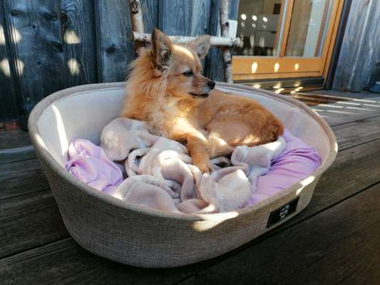 euer ältester Hund ?-Beitrag-Bild