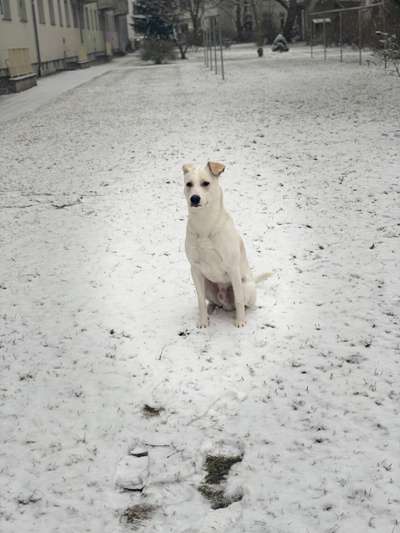 Labradorfans-Beitrag-Bild