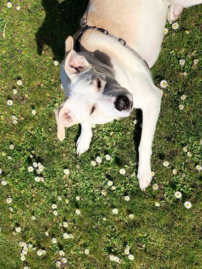 Challenge 23 : "  Euer Hund beim Frühlingserwachen "-Beitrag-Bild