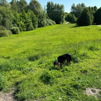 Hundeauslaufgebiet-Stellinger Schweiz-Bild