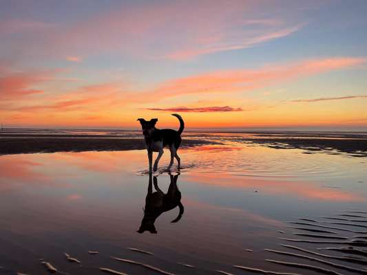 Hunde im Urlaub-Beitrag-Bild
