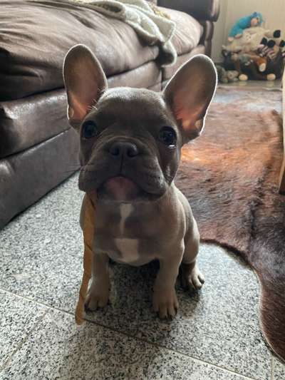 Zeigt her eure Frenchi-Beitrag-Bild