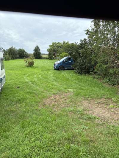 Hundetreffen-Treffen im geräumigen Garten-Bild