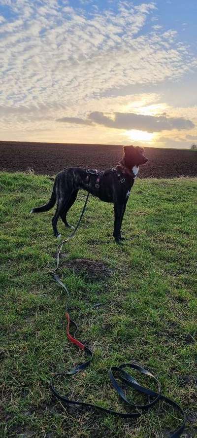 Ca de Bestiar/Perro de Pastor Mallorquin gesucht 💮💝💮-Beitrag-Bild