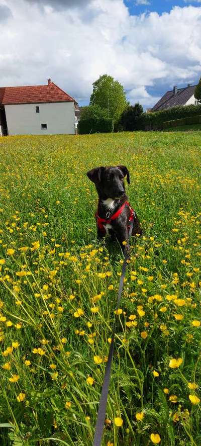 Fotochallange 63: "Dein blühendes Hündchen"-Beitrag-Bild