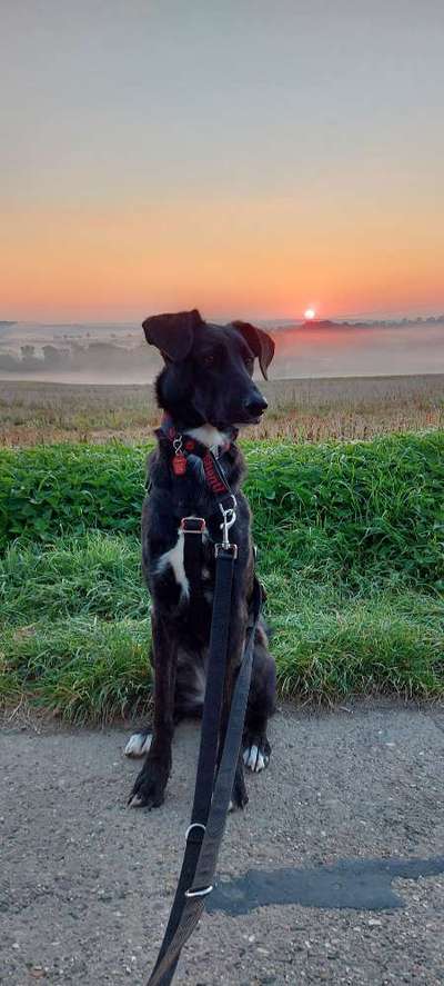 Ca de Bestiar/Perro de Pastor Mallorquin gesucht 💮💝💮-Beitrag-Bild