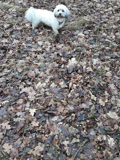 Hundetreffen-Hundtreffen in 86199 Augsburg-Bergheim-Bild