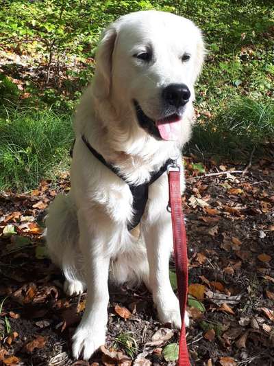 Wo sind die Golden Retriever Liebhaber?-Beitrag-Bild