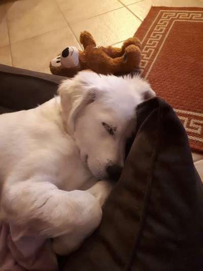 Wo sind die Golden Retriever Liebhaber?-Beitrag-Bild