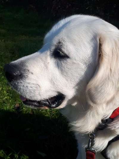 Wo sind die Golden Retriever Liebhaber?-Beitrag-Bild