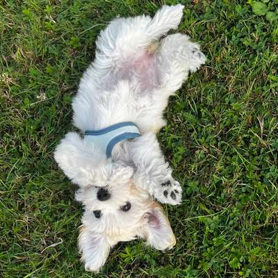 Hundetreffen-Havaneser Welpe sucht nach Spielfreunden!-Bild