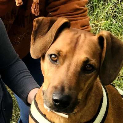 Hundetreffen-Spazierengänge