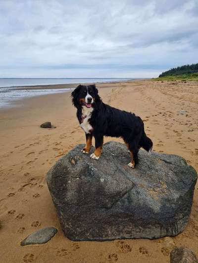 Die Dogorama Kalender Challenge Titelbild-Beitrag-Bild