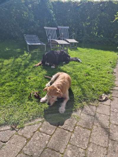 Auslandstierschutz-Beitrag-Bild