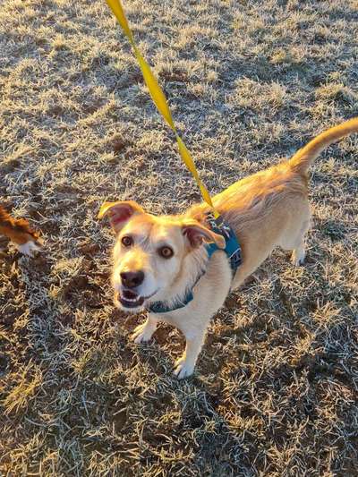 Podencomischling oder Podenco-Beitrag-Bild