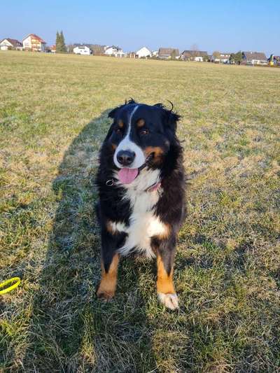 Berner Sennen-Beitrag-Bild