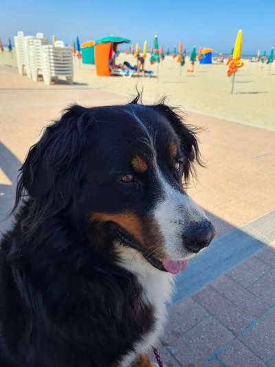 Berner Sennen-Beitrag-Bild