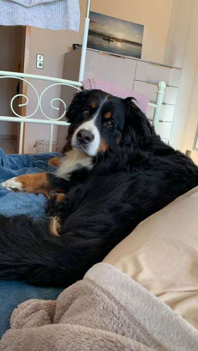 Berner Sennen-Beitrag-Bild