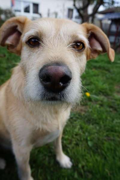 Auslandstierschutz-Beitrag-Bild