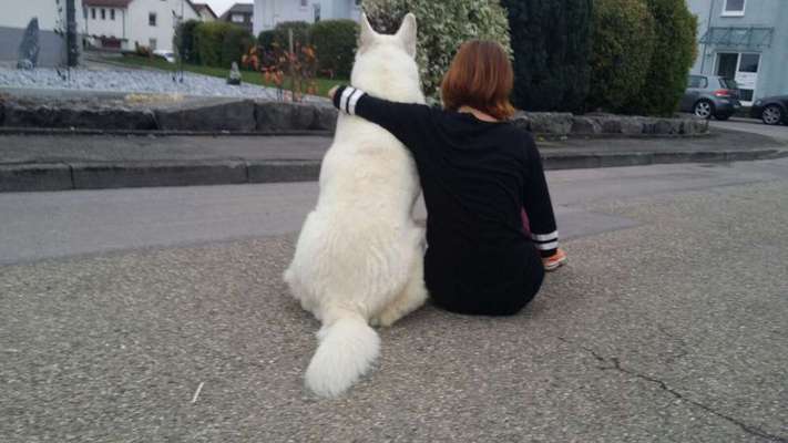 Unsere Fellnasen im Regenbogenland-Beitrag-Bild