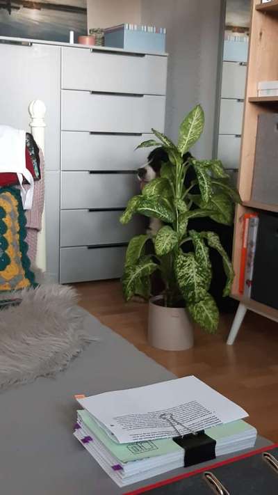 Berner Sennen-Beitrag-Bild