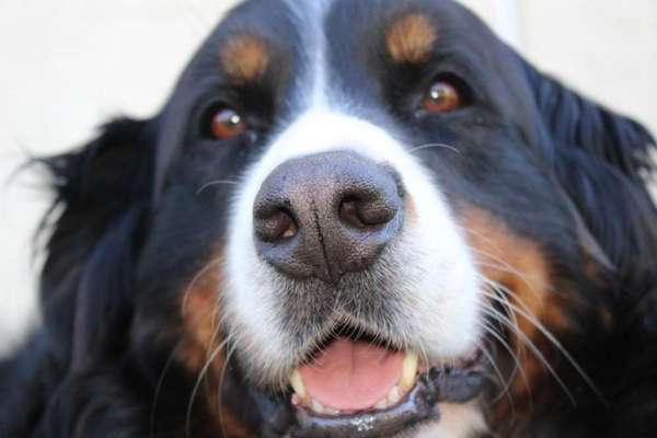 Berner Sennen-Beitrag-Bild