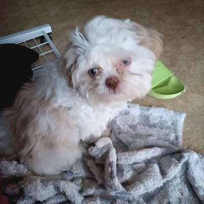 Hundetreffen-Welpentreffen im Ringpark-Bild