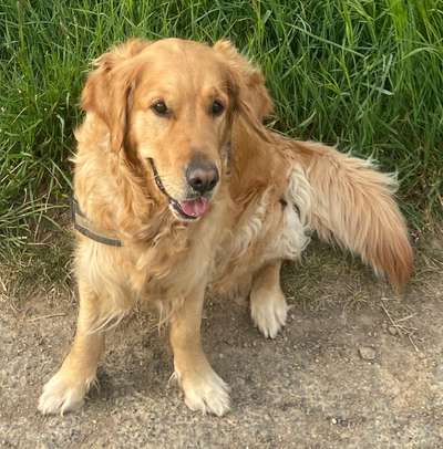 Wo sind die Golden Retriever Liebhaber?-Beitrag-Bild
