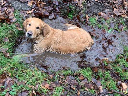 Wo sind die Golden Retriever Liebhaber?-Beitrag-Bild