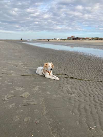 Hundetreffen-Junge Hunde zum spielen …-Bild