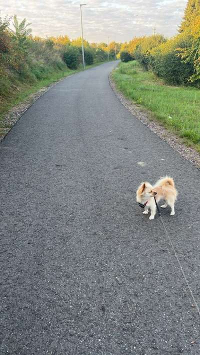 Hundetreffen-Soziale Kontakte lernen-Bild