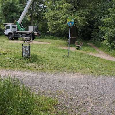 Giftköder-Eichenprozessionsspinner-Bild