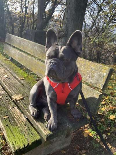 Zeigt her eure Frenchi-Beitrag-Bild