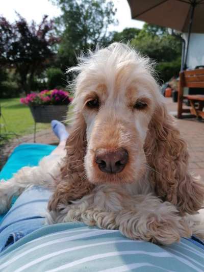 Englisch Cocker Spaniel-Beitrag-Bild