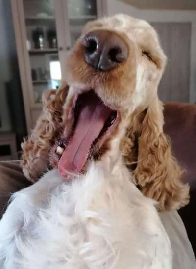 Dogorama Photo Challenge - Dein Hund beim Gähnen-Beitrag-Bild