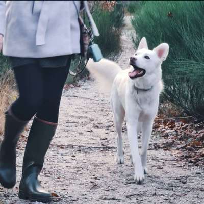 Hundetreffen-Gemeinsames Spielen/Gassi gehen-Bild