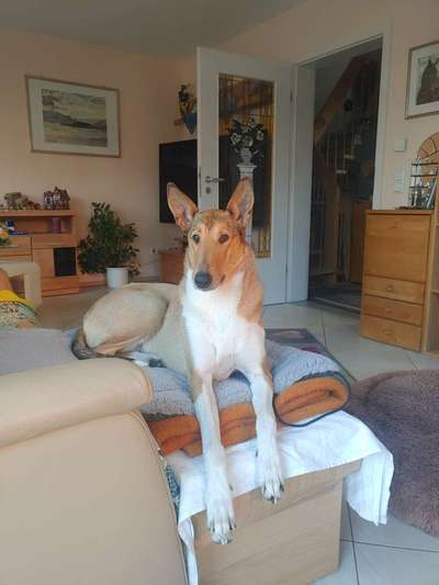 Würdet ihr euch die gleiche Rasse wiederkaufen?-Beitrag-Bild