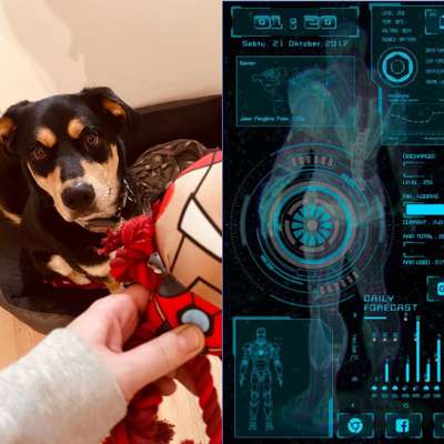 Wie heißt dein Hund?-Beitrag-Bild