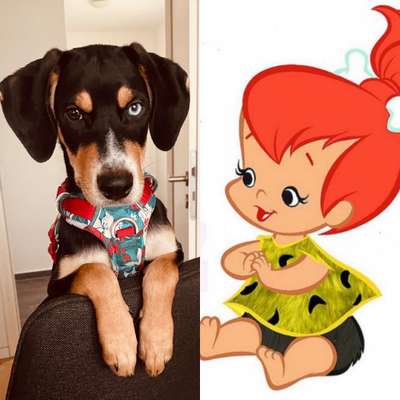 Wie heißt dein Hund?-Beitrag-Bild