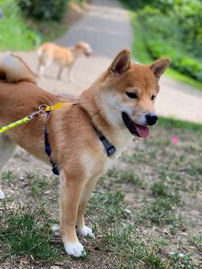 Shiba - Eltern-Beitrag-Bild