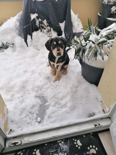 Dogorama Photo Challenge - Es wird nochmal kalt!-Beitrag-Bild