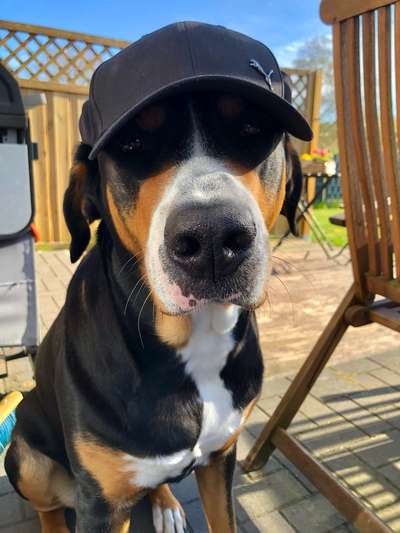 Dogorama Photo Challenge - Portrait-Beitrag-Bild