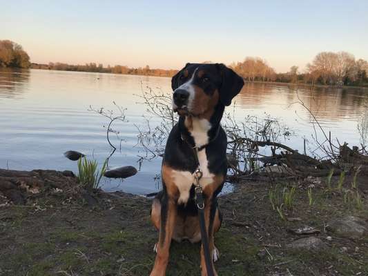 Dogorama-Monats-Challenge-Mai "Wasser"-Beitrag-Bild